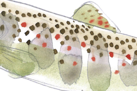 Rivitalizzazione corsi d’acqua